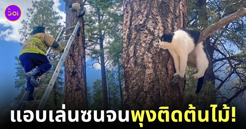 แมววัวตัวอ้วน พุงติดต้นไม้