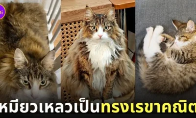 แมวญี่ปุ่น รูปร่างทรงเลขาคณิต