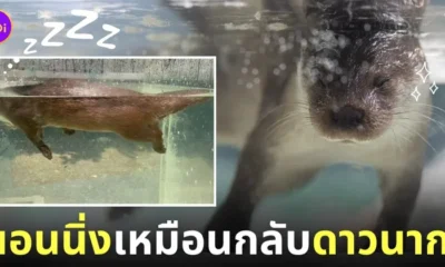 ภาพนากในสวนสัตว์ญี่ปุ่นนอนหลับคว่ำหน้าใต้น้ำ