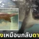 ภาพนากในสวนสัตว์ญี่ปุ่นนอนหลับคว่ำหน้าใต้น้ำ