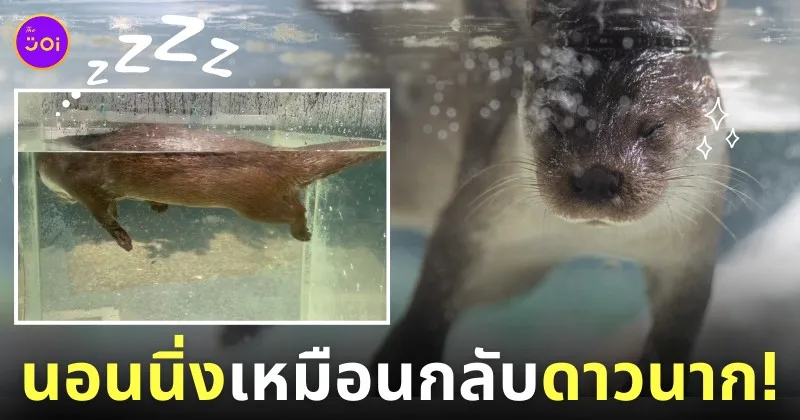 ภาพนากในสวนสัตว์ญี่ปุ่นนอนหลับคว่ำหน้าใต้น้ำ