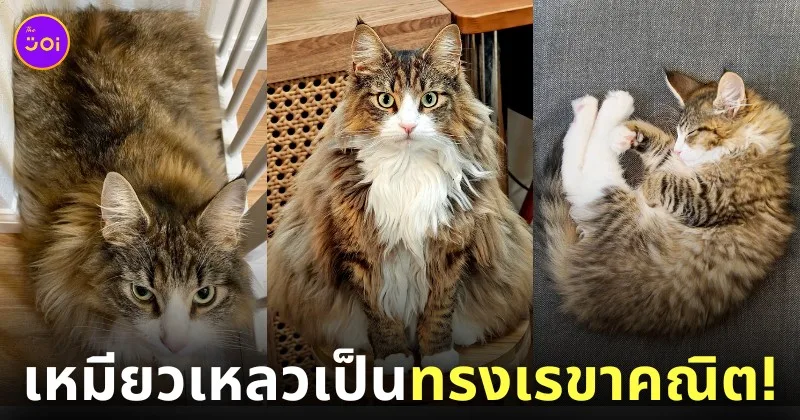 แมวญี่ปุ่น รูปร่างทรงเลขาคณิต