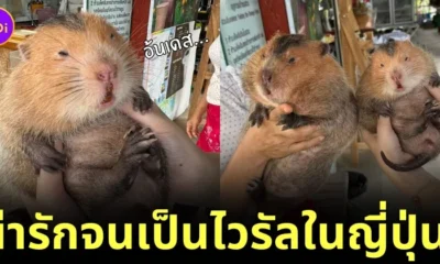 ภาพ "น้องอ้น" แห่งสวนส้มยอดดอยที่เชียงใหม่ กลายเป็นไวรัลบนโลกโซเชียลญี่ปุ่น เพราะความน่ารัก!