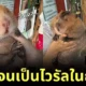 ภาพ "น้องอ้น" แห่งสวนส้มยอดดอยที่เชียงใหม่ กลายเป็นไวรัลบนโลกโซเชียลญี่ปุ่น เพราะความน่ารัก!