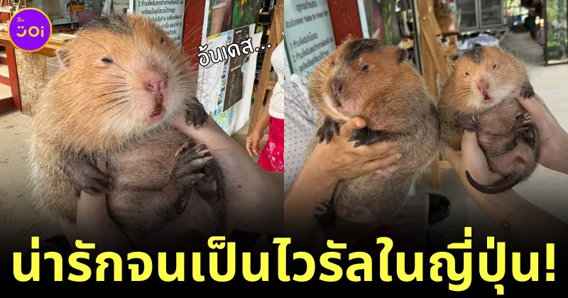 ภาพ "น้องอ้น" แห่งสวนส้มยอดดอยที่เชียงใหม่ กลายเป็นไวรัลบนโลกโซเชียลญี่ปุ่น เพราะความน่ารัก!