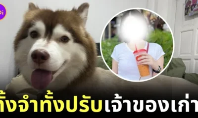 ศาลตัดสินแล้ว! เจ้าของเก่า "หมวยเล็ก" หรือ "เล็กเล็ก" ไซบีเรียนถูกราดน้ำร้อน ต้องโทษจำคุก 3 เดือน ปรับ 5 พันบาท และต้องเข้ารับการบำบัด