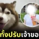 ศาลตัดสินแล้ว! เจ้าของเก่า "หมวยเล็ก" หรือ "เล็กเล็ก" ไซบีเรียนถูกราดน้ำร้อน ต้องโทษจำคุก 3 เดือน ปรับ 5 พันบาท และต้องเข้ารับการบำบัด