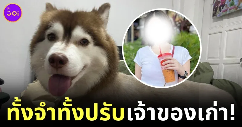 ศาลตัดสินแล้ว! เจ้าของเก่า "หมวยเล็ก" หรือ "เล็กเล็ก" ไซบีเรียนถูกราดน้ำร้อน ต้องโทษจำคุก 3 เดือน ปรับ 5 พันบาท และต้องเข้ารับการบำบัด