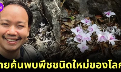 ไทยพบ "ดอกดินเขาหินปูน" พืชชนิดใหม่ของโลก สถานะใกล้เสี่ยงสูญพันธุ์!