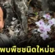 ไทยพบ "ดอกดินเขาหินปูน" พืชชนิดใหม่ของโลก สถานะใกล้เสี่ยงสูญพันธุ์!