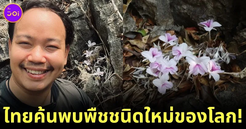 ไทยพบ "ดอกดินเขาหินปูน" พืชชนิดใหม่ของโลก สถานะใกล้เสี่ยงสูญพันธุ์!