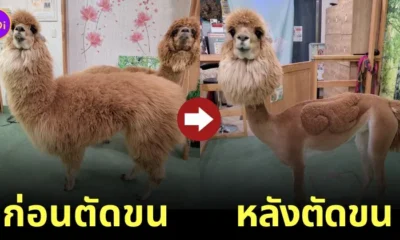 สวนสัตว์ญี่ปุ่น ตัดขนอัลปาก้า คลายร้อน ตกแต่งลวดลายน่ารัก