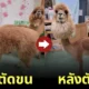 สวนสัตว์ญี่ปุ่น ตัดขนอัลปาก้า คลายร้อน ตกแต่งลวดลายน่ารัก