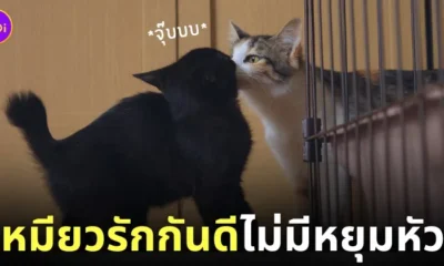 ภาพพี่น้องแมวรักกัน