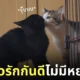ภาพพี่น้องแมวรักกัน
