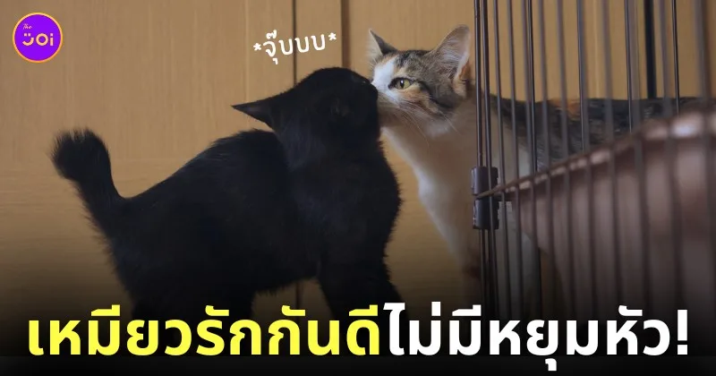 ภาพพี่น้องแมวรักกัน
