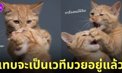 ภาพถ่าย Portrait พี่น้องแมวส้ม ตีกัน