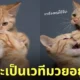 ภาพถ่าย Portrait พี่น้องแมวส้ม ตีกัน