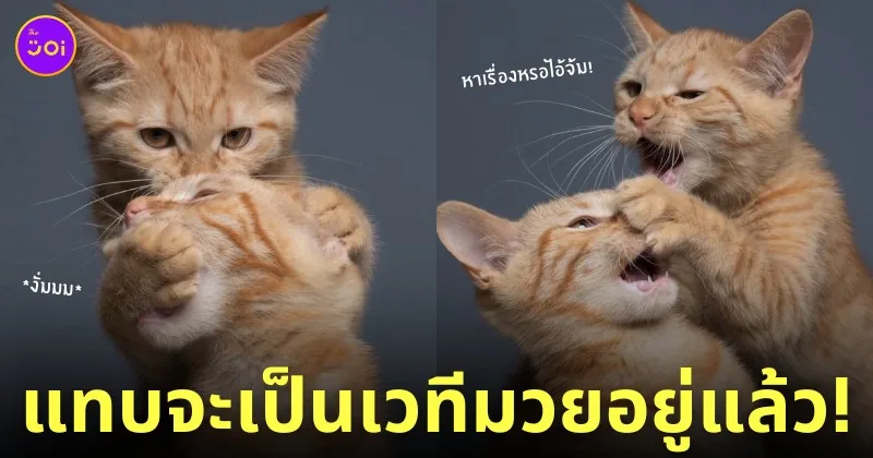 ภาพถ่าย Portrait พี่น้องแมวส้ม ตีกัน