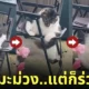 คลิปน้องแมวอ้วนตกเก้าอี้