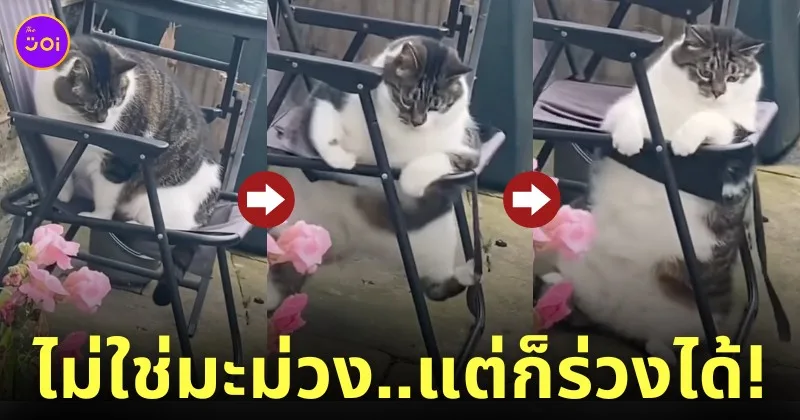 คลิปน้องแมวอ้วนตกเก้าอี้
