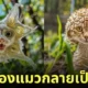 ภาพแมวผสมพืชพันธุ์นานาชนิด aiart