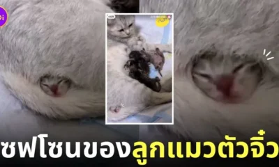 คลิปลูกแมวนอนซุกใต้ขาแม่