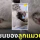คลิปลูกแมวนอนซุกใต้ขาแม่