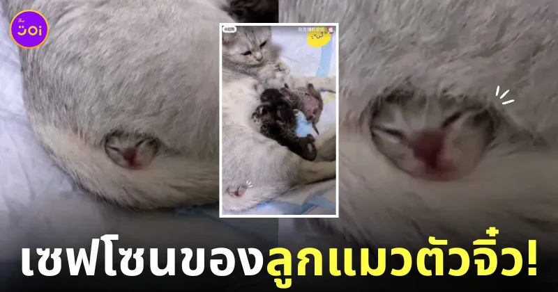 คลิปลูกแมวนอนซุกใต้ขาแม่