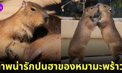 คาปิบารา Capybara หมามะพร้าว กะปิปลาร้า