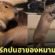 คาปิบารา Capybara หมามะพร้าว กะปิปลาร้า