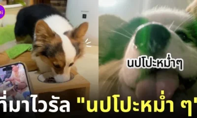 คลิปนปโปะหม่ำ ๆ เพลงเชียร์ให้น้องหมากินข้าว TikTok