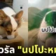 คลิปนปโปะหม่ำ ๆ เพลงเชียร์ให้น้องหมากินข้าว TikTok