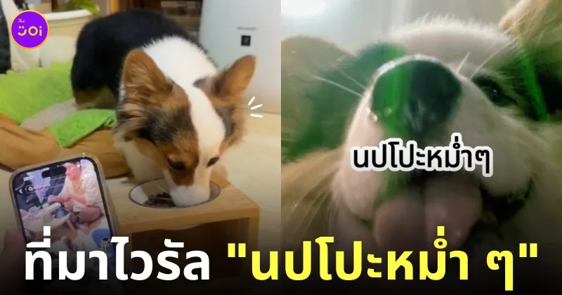 คลิปนปโปะหม่ำ ๆ เพลงเชียร์ให้น้องหมากินข้าว TikTok