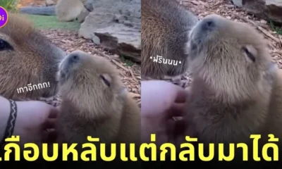 คลิปวิดีโอเกาพุงให้คาปิบาร่าเด็ก หมามะพร้าว