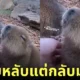 คลิปวิดีโอเกาพุงให้คาปิบาร่าเด็ก หมามะพร้าว