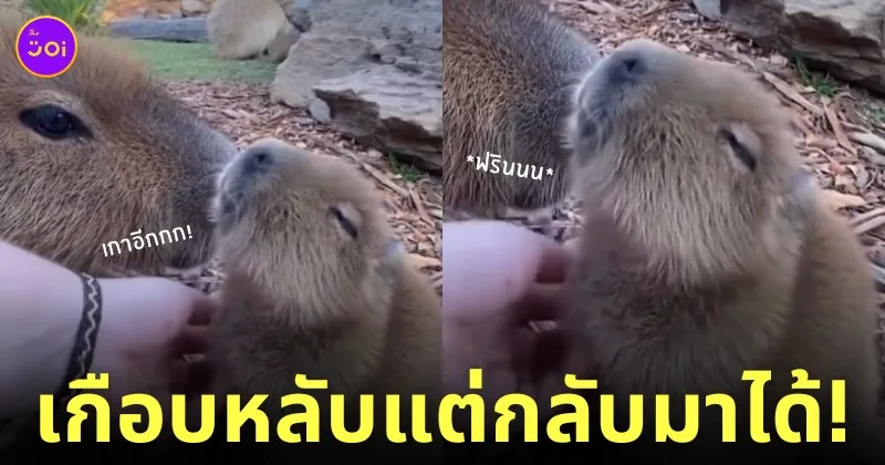 คลิปวิดีโอเกาพุงให้คาปิบาร่าเด็ก หมามะพร้าว