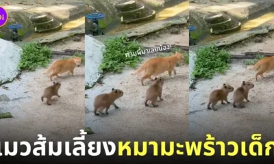 แมวส้มดูแลฝาแฝดหมามะพร้าวเด็ก คาปิบาร่า สวนสัตว์ Negara มาเลเซีย