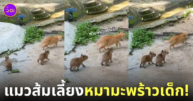 แมวส้มดูแลฝาแฝดหมามะพร้าวเด็ก คาปิบาร่า สวนสัตว์ Negara มาเลเซีย