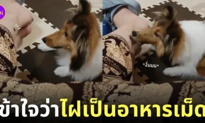 คลิปน้องหมาพยายามจะกินไฝที่ขานุดเพราะคิดว่ามันคืออาหารเม็ด