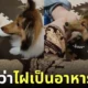 คลิปน้องหมาพยายามจะกินไฝที่ขานุดเพราะคิดว่ามันคืออาหารเม็ด