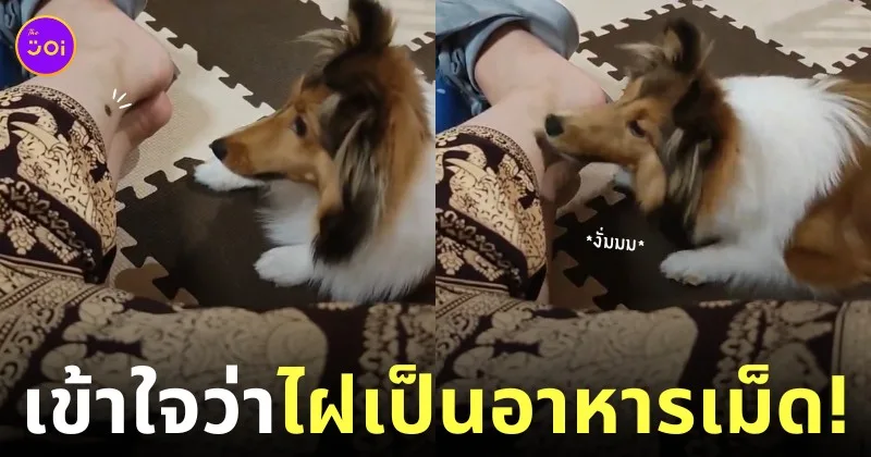 คลิปน้องหมาพยายามจะกินไฝที่ขานุดเพราะคิดว่ามันคืออาหารเม็ด