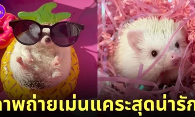 ภาพถ่ายเม่นแคระ น่ารัก lycheeguavahedgehogs