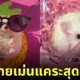 ภาพถ่ายเม่นแคระ น่ารัก lycheeguavahedgehogs
