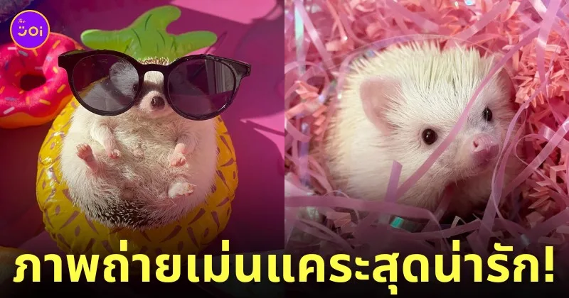 ภาพถ่ายเม่นแคระ น่ารัก lycheeguavahedgehogs