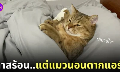 ทาสทำงานร้อน ๆ แมวที่บ้านนอนตากแอร์เย็นฉ่ำ