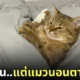 ทาสทำงานร้อน ๆ แมวที่บ้านนอนตากแอร์เย็นฉ่ำ