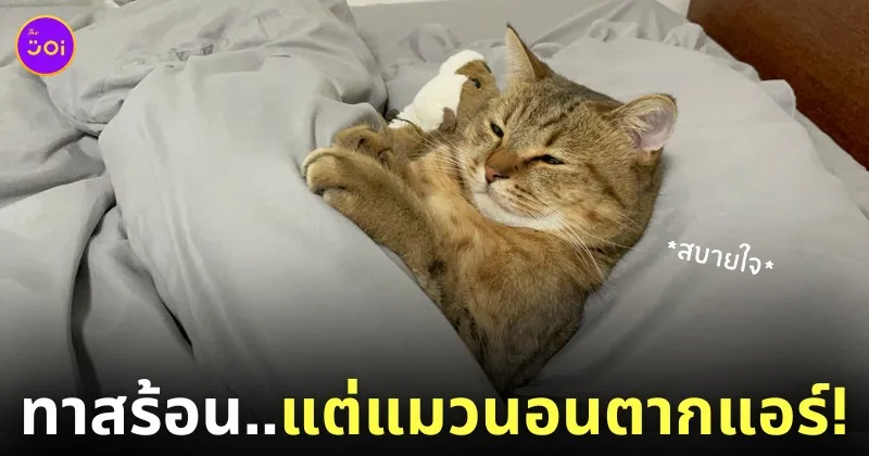 ทาสทำงานร้อน ๆ แมวที่บ้านนอนตากแอร์เย็นฉ่ำ