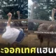 คลิปไอดอลสาวชาวญี่ปุ่นทำท่าทางเลียนแบบนกกระจอกเทศ