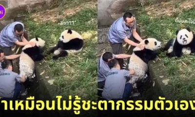 คลิปแพนด้าขำเพื่อนโดนจับอาบน้ำ